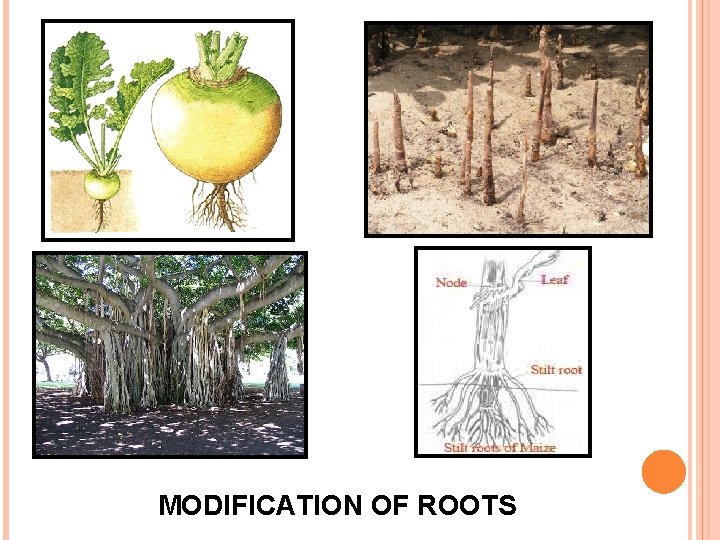 MODIFICATION OF ROOTS 