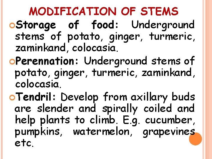 MODIFICATION OF STEMS Storage of food: Underground stems of potato, ginger, turmeric, zaminkand, colocasia.