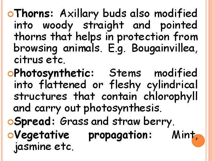  Thorns: Axillary buds also modified into woody straight and pointed thorns that helps