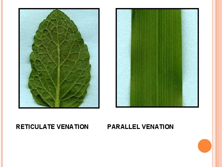 CHAPTER 5 MORPHOLOGY OF FLOWERING PLANTS MORPHOLOGY Deals