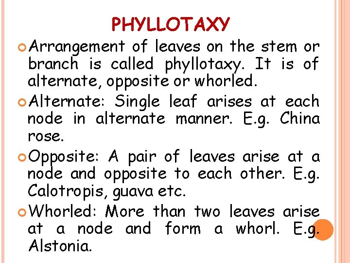 PHYLLOTAXY Arrangement of leaves on the stem or branch is called phyllotaxy. It is