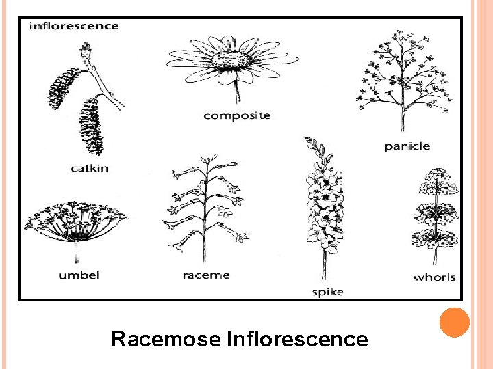 Racemose Inflorescence 