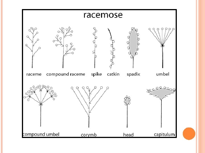 Chapter 5 Morphology Of Flowering Plants Morphology Deals
