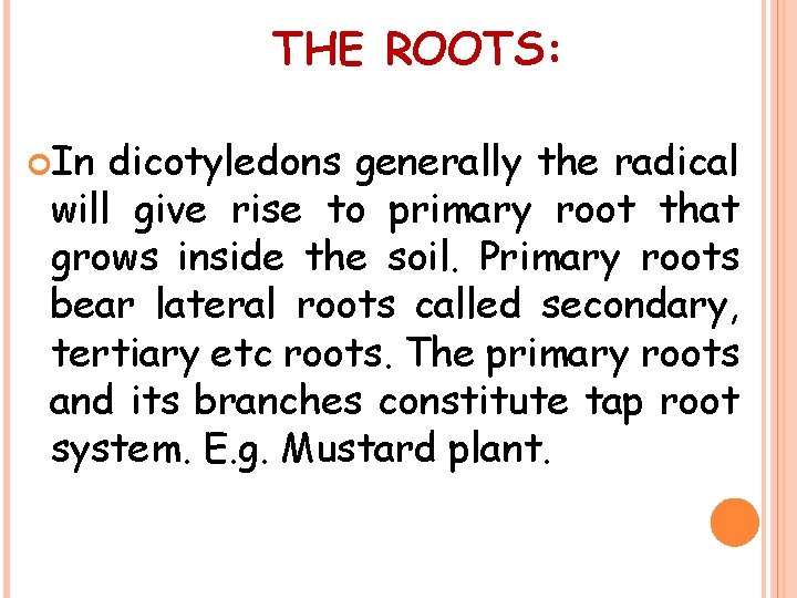 THE ROOTS: In dicotyledons generally the radical will give rise to primary root that