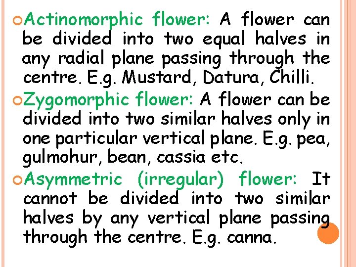  Actinomorphic flower: A flower can be divided into two equal halves in any