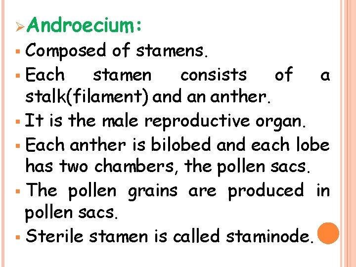 ØAndroecium: Composed of stamens. § Each stamen consists of a stalk(filament) and an anther.