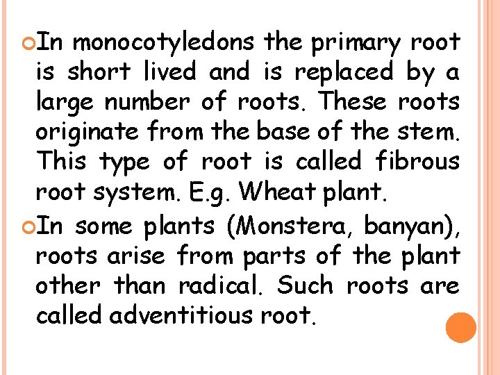  In monocotyledons the primary root is short lived and is replaced by a