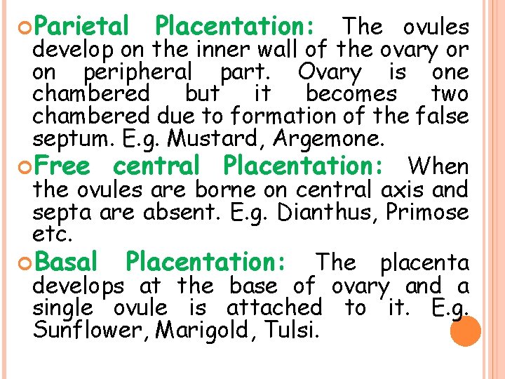  Parietal Placentation: The ovules develop on the inner wall of the ovary or