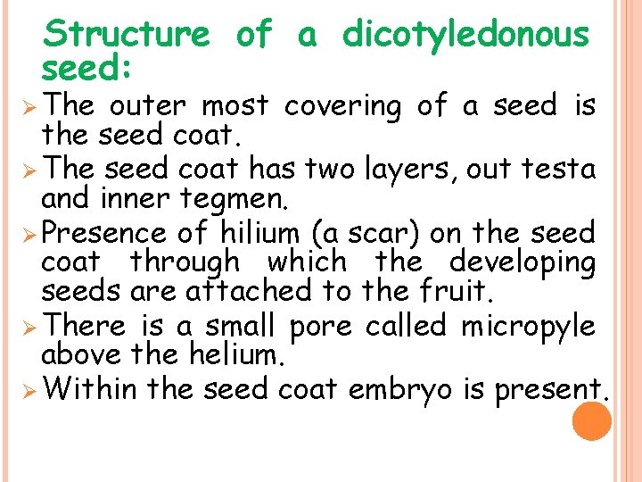Structure of a dicotyledonous seed: Ø The outer most covering of a seed is