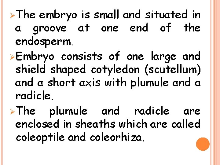 Ø The embryo is small and situated in a groove at one end of