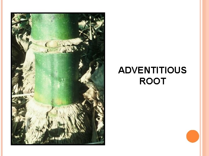 ADVENTITIOUS ROOT 