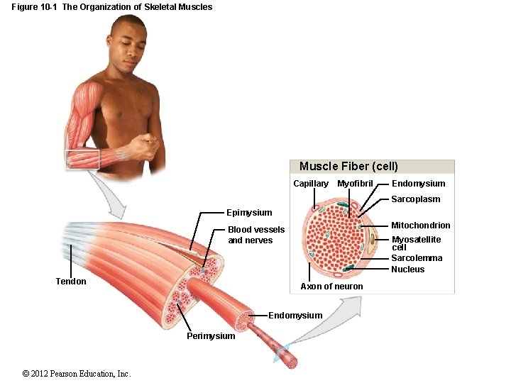 Figure 10 -1 The Organization of Skeletal Muscles Muscle Fiber (cell) Capillary Myofibril Endomysium