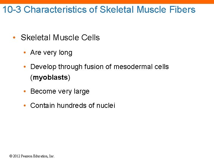 10 -3 Characteristics of Skeletal Muscle Fibers • Skeletal Muscle Cells • Are very