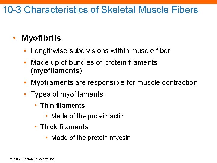 10 -3 Characteristics of Skeletal Muscle Fibers • Myofibrils • Lengthwise subdivisions within muscle