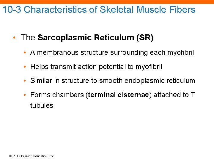 10 -3 Characteristics of Skeletal Muscle Fibers • The Sarcoplasmic Reticulum (SR) • A