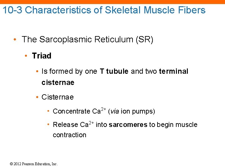 10 -3 Characteristics of Skeletal Muscle Fibers • The Sarcoplasmic Reticulum (SR) • Triad