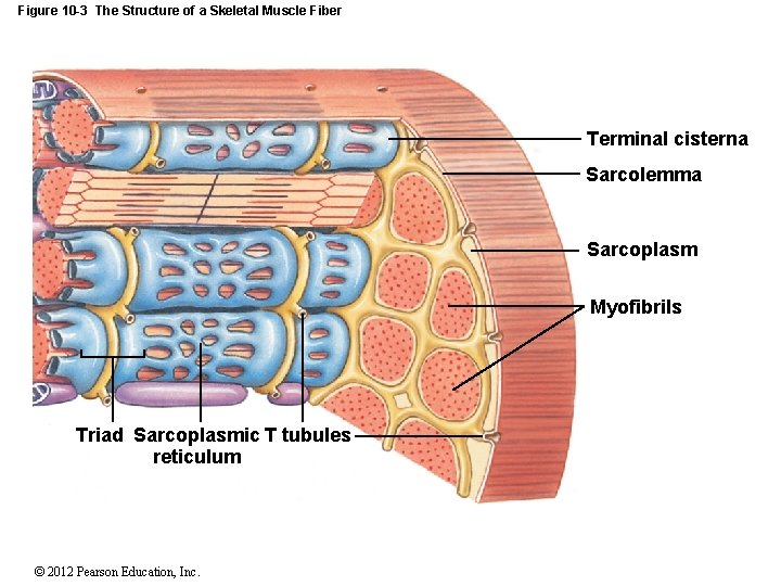 Figure 10 -3 The Structure of a Skeletal Muscle Fiber Terminal cisterna Sarcolemma Sarcoplasm