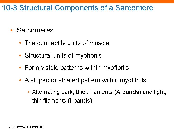 10 -3 Structural Components of a Sarcomere • Sarcomeres • The contractile units of