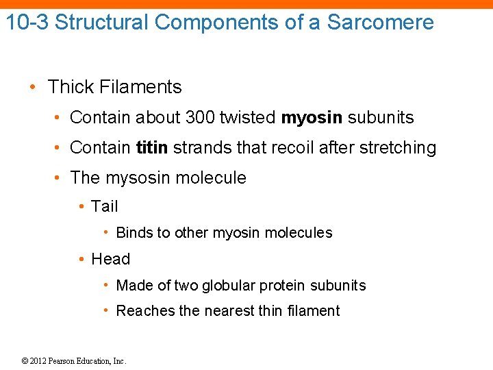 10 -3 Structural Components of a Sarcomere • Thick Filaments • Contain about 300