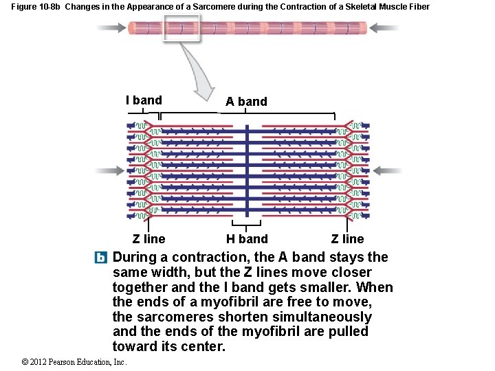 Figure 10 -8 b Changes in the Appearance of a Sarcomere during the Contraction