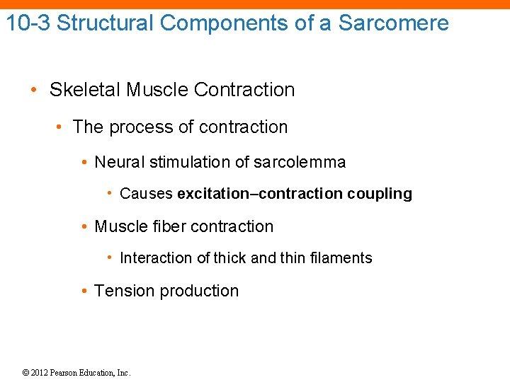 10 -3 Structural Components of a Sarcomere • Skeletal Muscle Contraction • The process