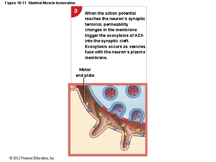 Figure 10 -11 Skeletal Muscle Innervation When the action potential reaches the neuron’s synaptic