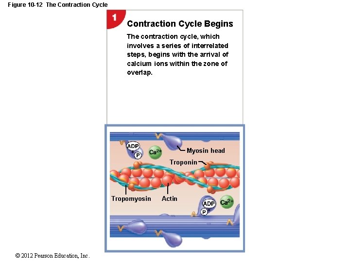 Figure 10 -12 The Contraction Cycle Begins The contraction cycle, which involves a series