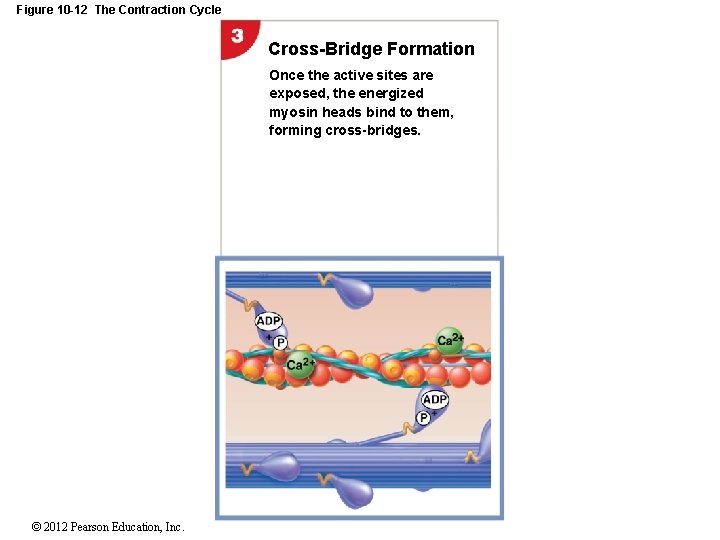Figure 10 -12 The Contraction Cycle Cross-Bridge Formation Once the active sites are exposed,