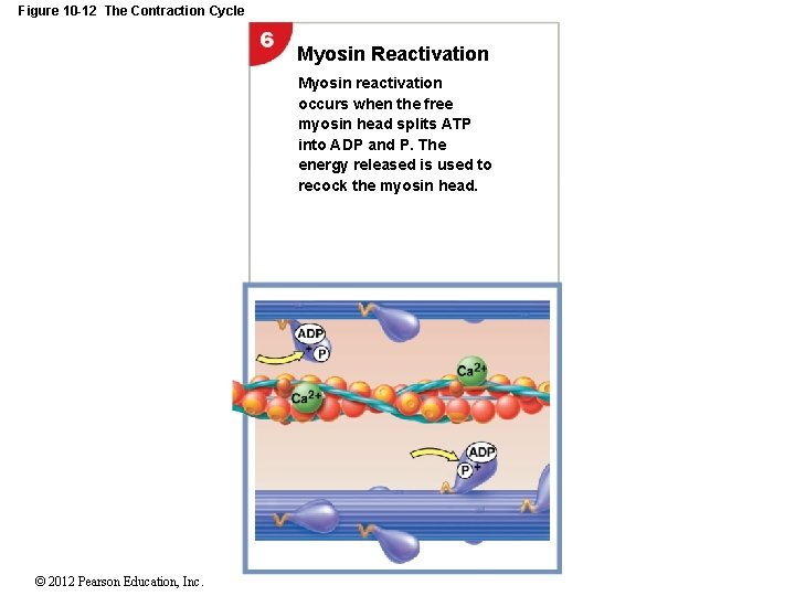 Figure 10 -12 The Contraction Cycle Myosin Reactivation Myosin reactivation occurs when the free