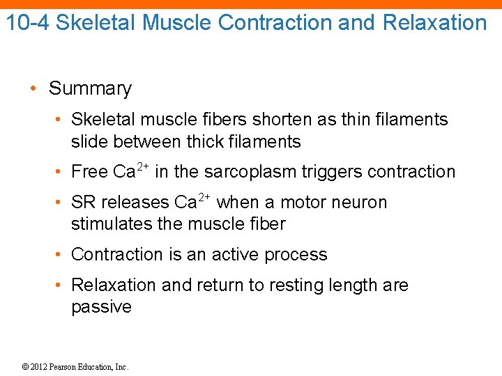 10 -4 Skeletal Muscle Contraction and Relaxation • Summary • Skeletal muscle fibers shorten