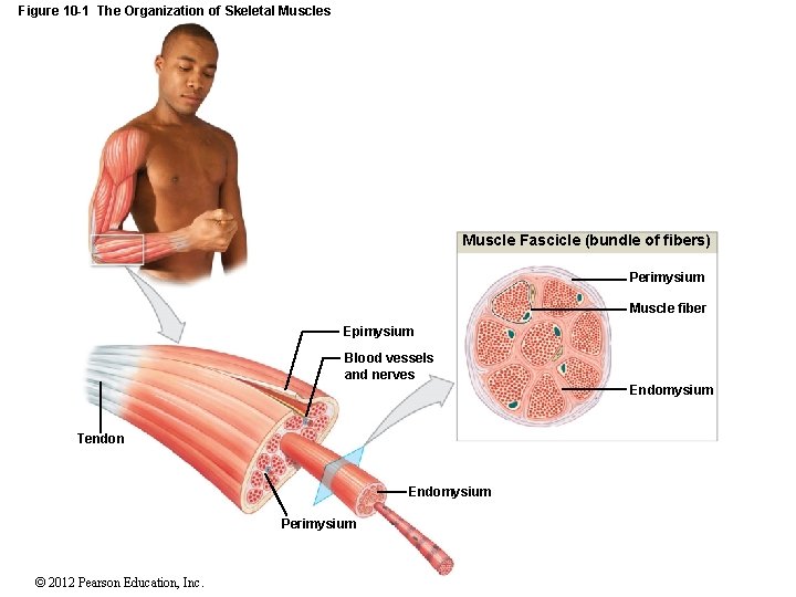 Figure 10 -1 The Organization of Skeletal Muscles Muscle Fascicle (bundle of fibers) Perimysium