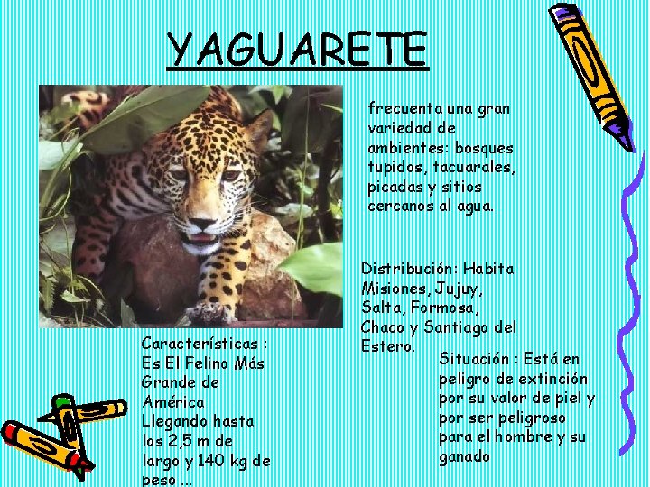 YAGUARETE frecuenta una gran variedad de ambientes: bosques tupidos, tacuarales, picadas y sitios cercanos YAGUARETE frecuenta una gran variedad de ambientes: bosques tupidos, tacuarales, picadas y sitios cercanos
