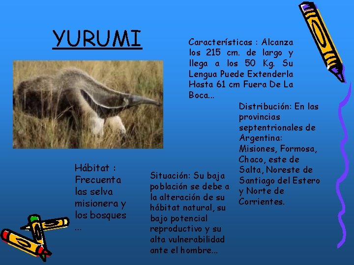 YURUMI Hábitat : Frecuenta las selva misionera y los bosques. . . Características : YURUMI Hábitat : Frecuenta las selva misionera y los bosques. . . Características :