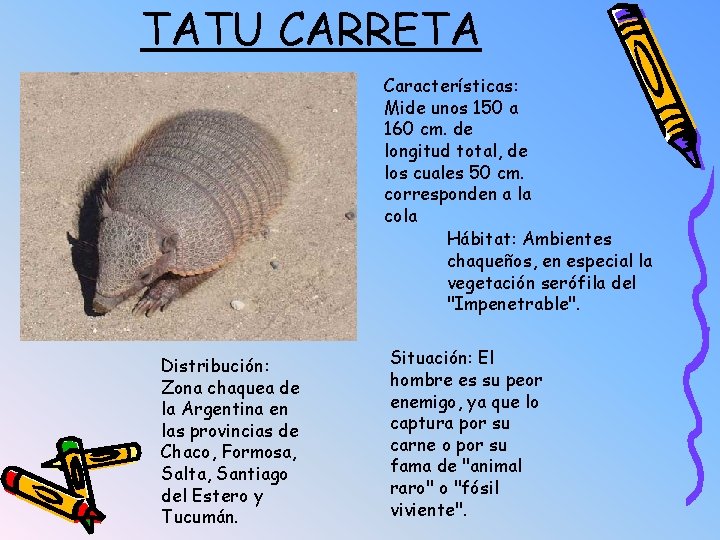 TATU CARRETA Características: Mide unos 150 a 160 cm. de longitud total, de los TATU CARRETA Características: Mide unos 150 a 160 cm. de longitud total, de los