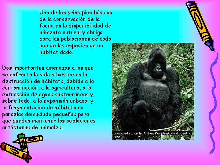 Uno de los principios básicos de la conservación de la fauna es la disponibilidad Uno de los principios básicos de la conservación de la fauna es la disponibilidad