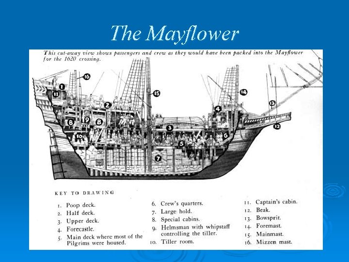 The Mayflower 