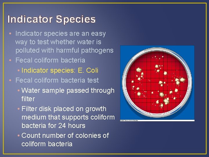 Indicator Species • Indicator species are an easy way to test whether water is