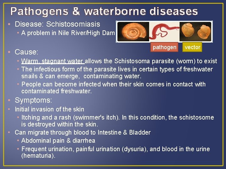Pathogens & waterborne diseases • Disease: Schistosomiasis • A problem in Nile River/High Dam