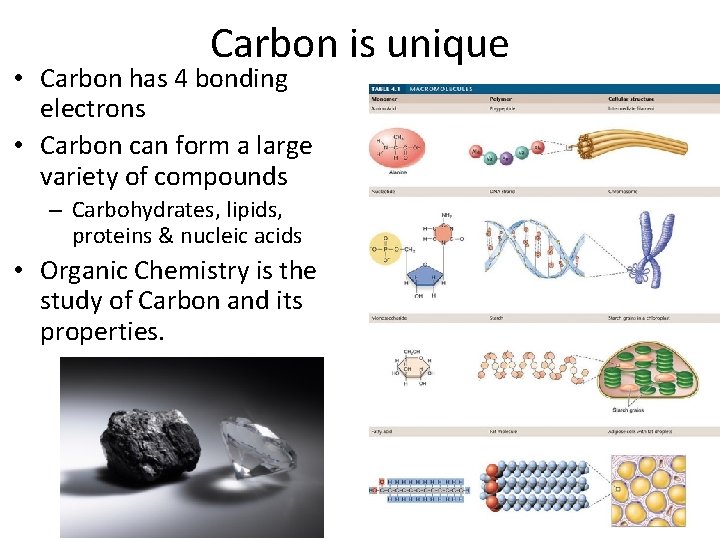 Carbon is unique • Carbon has 4 bonding electrons • Carbon can form a Carbon is unique • Carbon has 4 bonding electrons • Carbon can form a