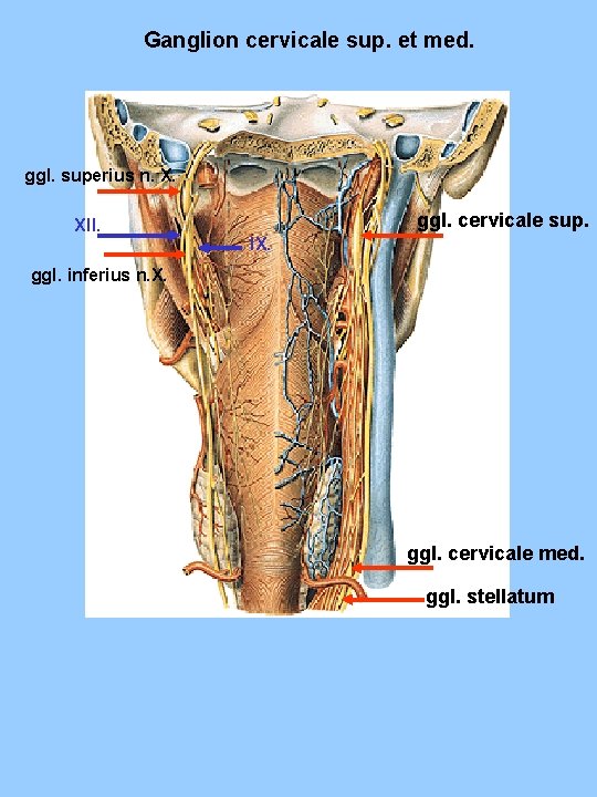 Ganglion cervicale sup. et med. ggl. superius n. X. XII. ggl. cervicale sup. IX. Ganglion cervicale sup. et med. ggl. superius n. X. XII. ggl. cervicale sup. IX.