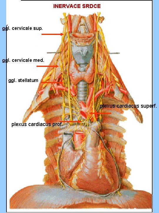INERVACE SRDCE ggl. cervicale sup. ggl. cervicale med. ggl. stellatum plexus cardiacus superf. plexus INERVACE SRDCE ggl. cervicale sup. ggl. cervicale med. ggl. stellatum plexus cardiacus superf. plexus