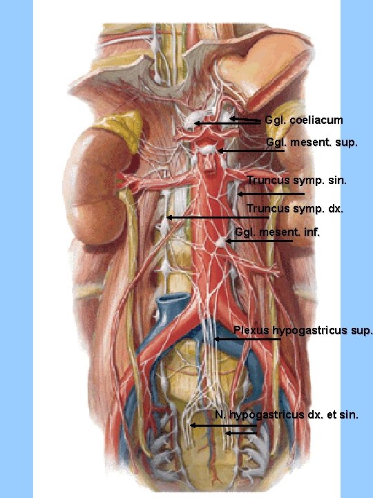 Ggl. coeliacum Ggl. mesent. sup. Truncus symp. sin. Truncus symp. dx. Ggl. mesent. inf. Ggl. coeliacum Ggl. mesent. sup. Truncus symp. sin. Truncus symp. dx. Ggl. mesent. inf.