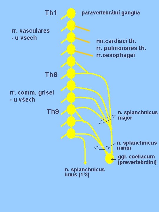 Th 1 rr. vasculares - u všech paravertebrální ganglia nn. cardiaci th. rr. pulmonares Th 1 rr. vasculares - u všech paravertebrální ganglia nn. cardiaci th. rr. pulmonares