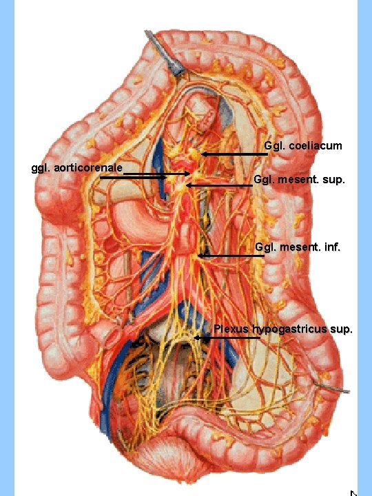 Ggl. coeliacum ggl. aorticorenale Ggl. mesent. sup. Ggl. mesent. inf. Plexus hypogastricus sup. Ggl. coeliacum ggl. aorticorenale Ggl. mesent. sup. Ggl. mesent. inf. Plexus hypogastricus sup.