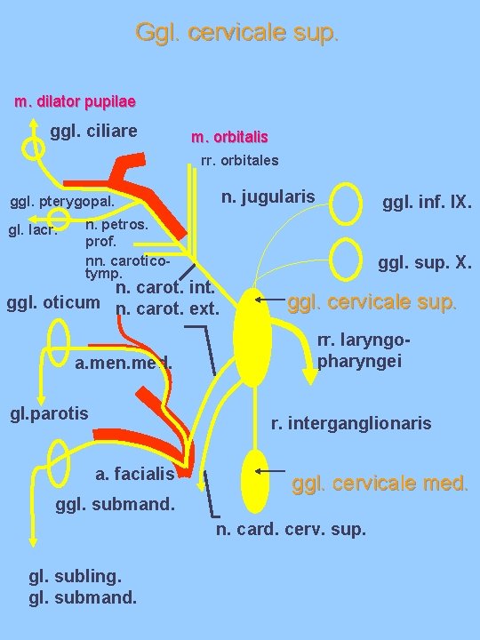 Ggl. cervicale sup. m. dilator pupilae ggl. ciliare m. orbitalis rr. orbitales n. jugularis Ggl. cervicale sup. m. dilator pupilae ggl. ciliare m. orbitalis rr. orbitales n. jugularis