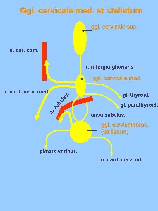 Ggl. cervicale med. et stellatum ggl. cervicale sup. a. car. com. r. interganglionaris ggl. Ggl. cervicale med. et stellatum ggl. cervicale sup. a. car. com. r. interganglionaris ggl.