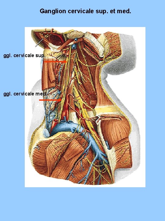 Ganglion cervicale sup. et med. ggl. cervicale sup. ggl. cervicale med. Ganglion cervicale sup. et med. ggl. cervicale sup. ggl. cervicale med.