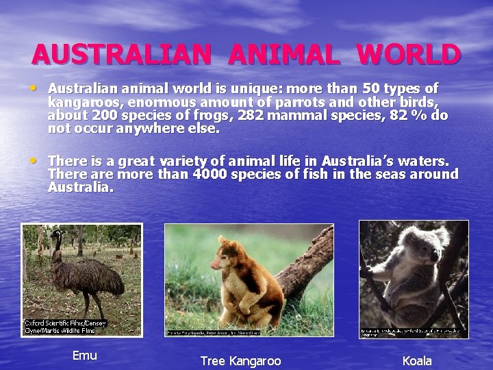 AUSTRALIAN ANIMAL WORLD • Australian animal world is unique: more than 50 types of