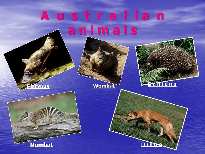 A u s t r a l ia n animals Platypus Numbat Wombat Echidna