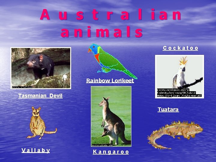 A u s t r a l ian animals Cockatoo Rainbow Lorikeet Tasmanian Devil